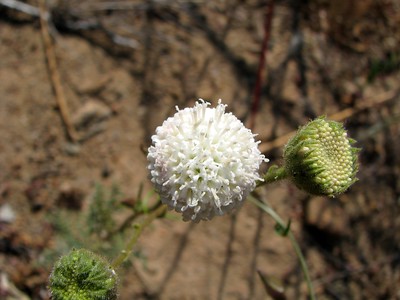Cheeseboro Spring 2008 photo