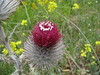 kubler > Cheeseboro Spring 2008 photo