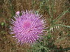 kubler > Cheeseboro Spring 2008 photo